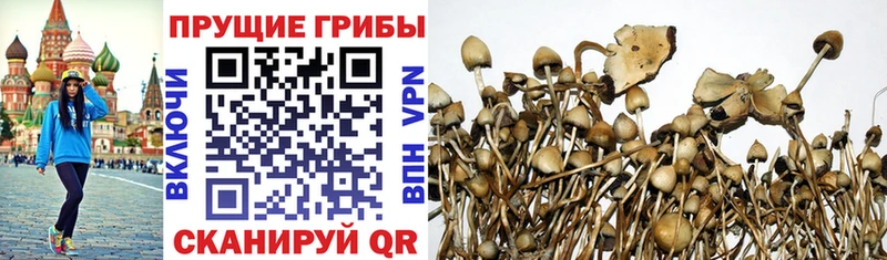 Купить  Покров  Галлюциногенные грибы прущие грибы 